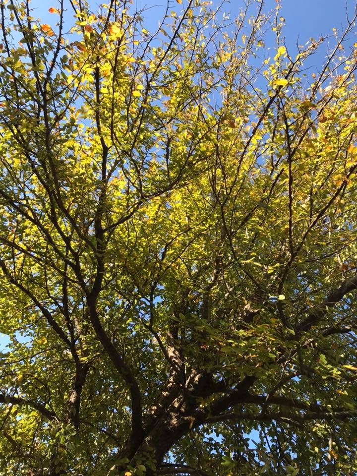 23844423_1762375467108922_9057460544611001741_n