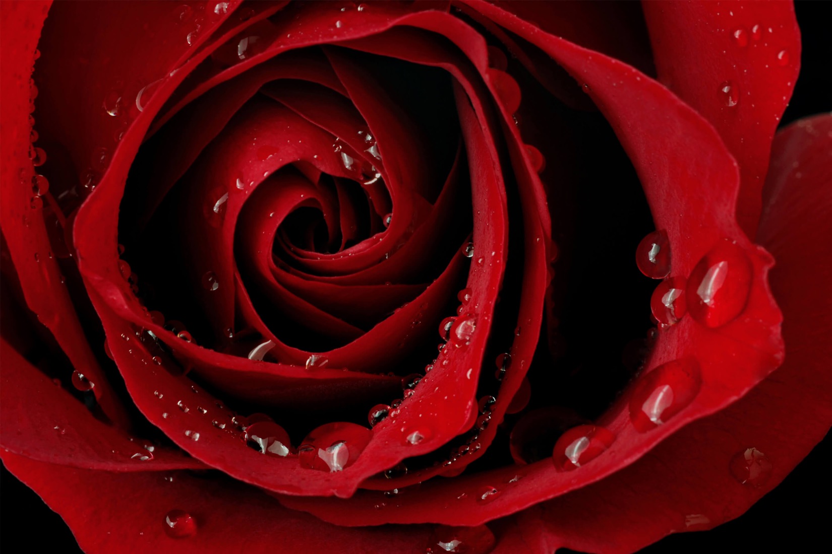 red-rose-droplets-flower-plain