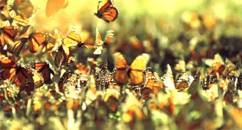 butterfly-gif-animation-9