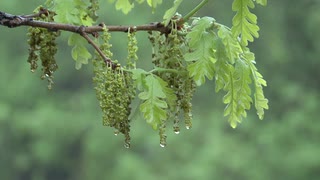 bur-oak-spring-catkins-rain-dew-water_vneoqqzqig__S0000