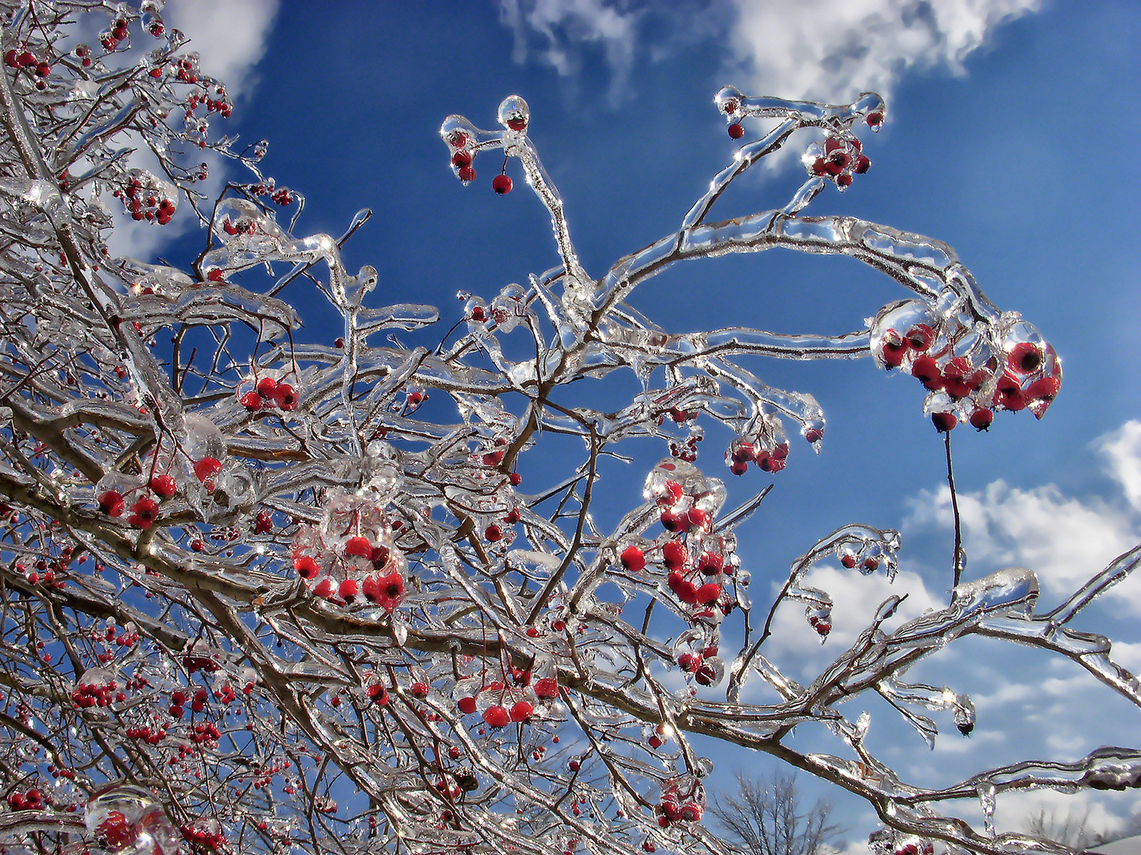 crystal_branches_02_by_sixwings