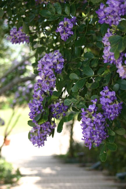 1488834788Mountain-Laurel-Sophora-secuniflora-bloom