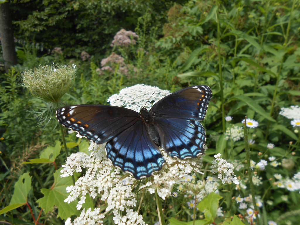 limenitis_arthemis_butterfly_on_queen_anne_s_lace_by_haleygottardo-d7x7ieb