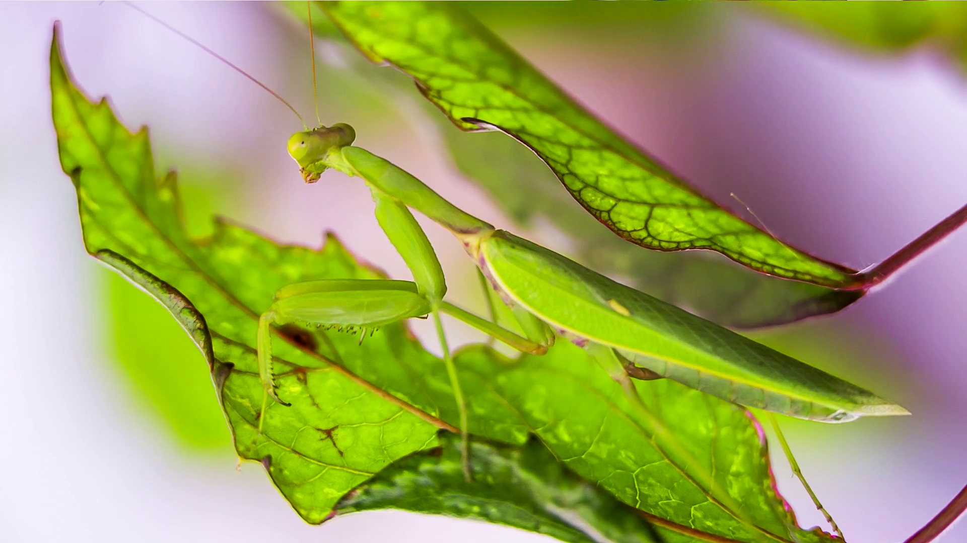 close-up-in-the-frame-there-is-a-moveless-praying-mantis-pretending-to-be-a-green-leaf-while-process-of-hunting-on-blurred-background_saijyivke_thumbnail-full01