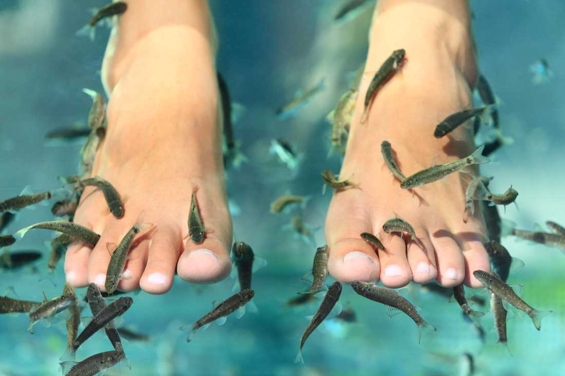 fish-pedicure
