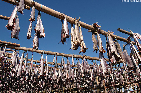 Fish_drying