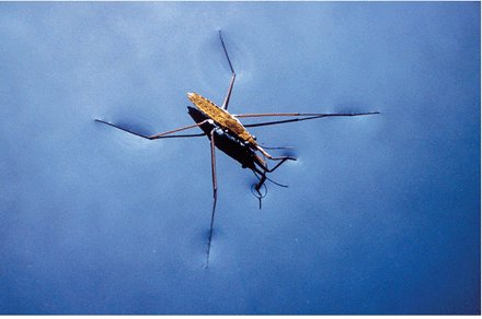 waterstrider