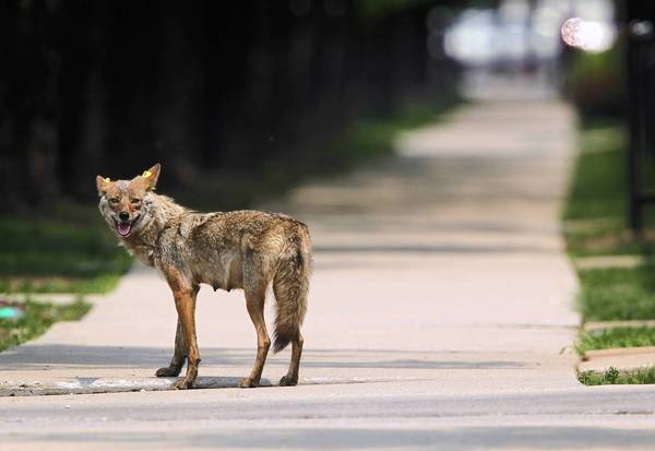 ct-ct-tl-coyote07.jpg-20130213