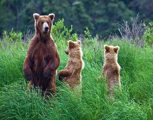 Katmai-National-Park__508x400