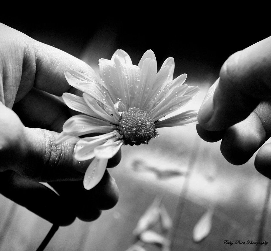 she_loves_me_not_by_mylifethroughthelens-d3cefyh